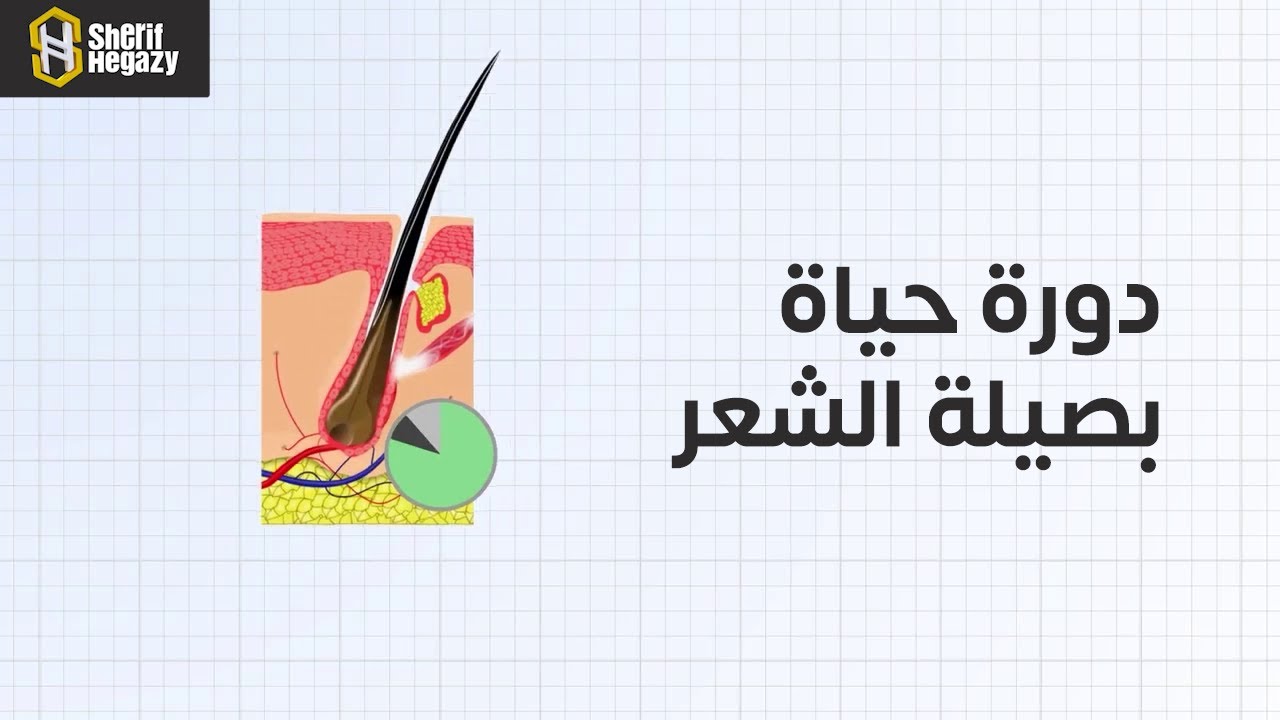 دورة حياة بصيلة الشعر